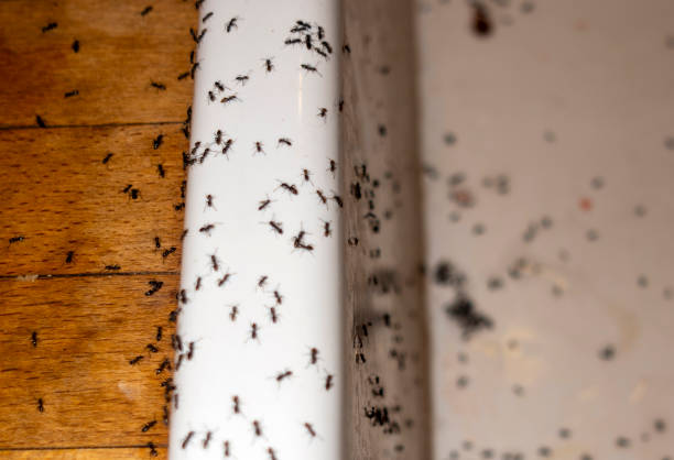 Best Wasp Removal Services  in Cajahs Mountain, NC